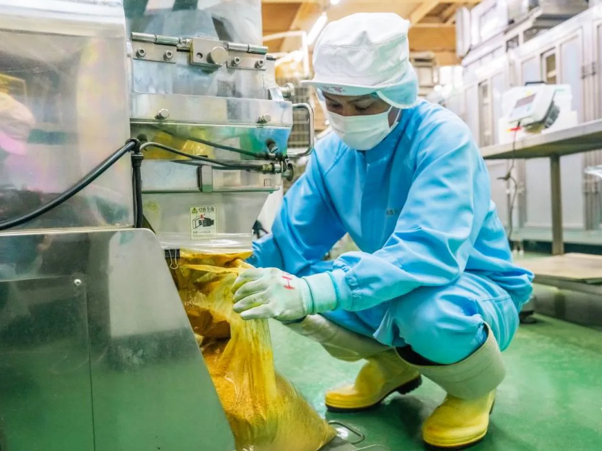 Dried turmeric chips are transported by air conveyor and powdered.